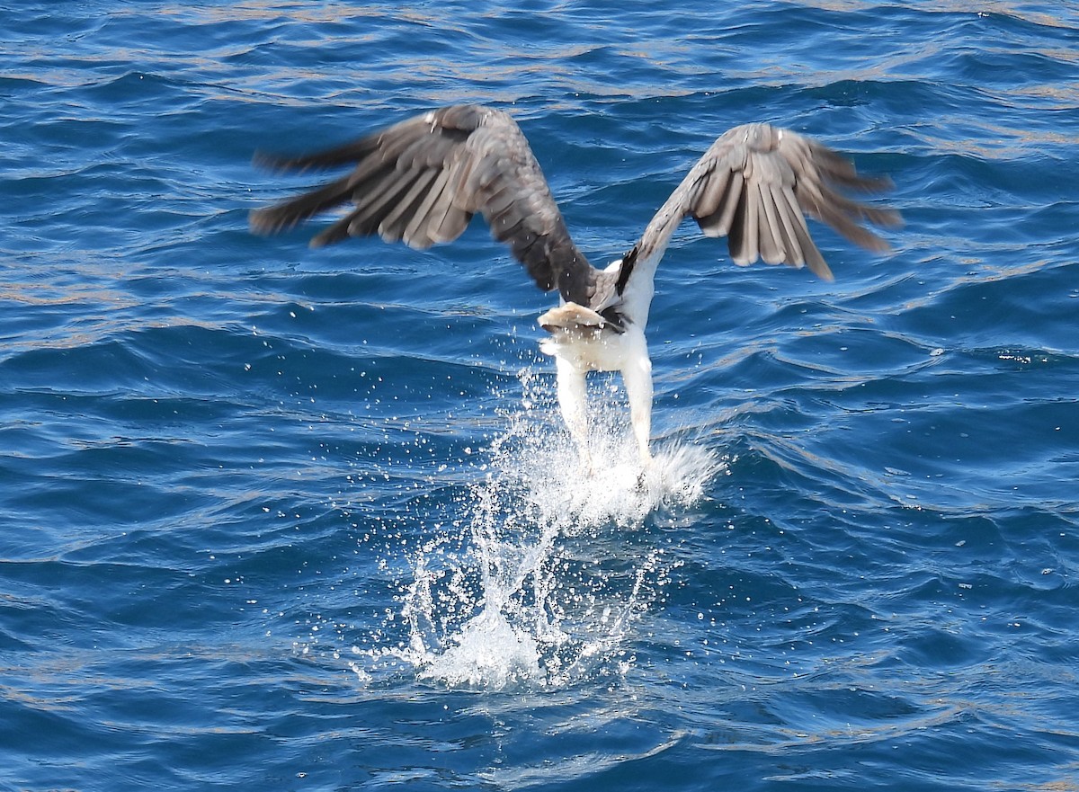 White-bellied Sea-Eagle - ML306282941