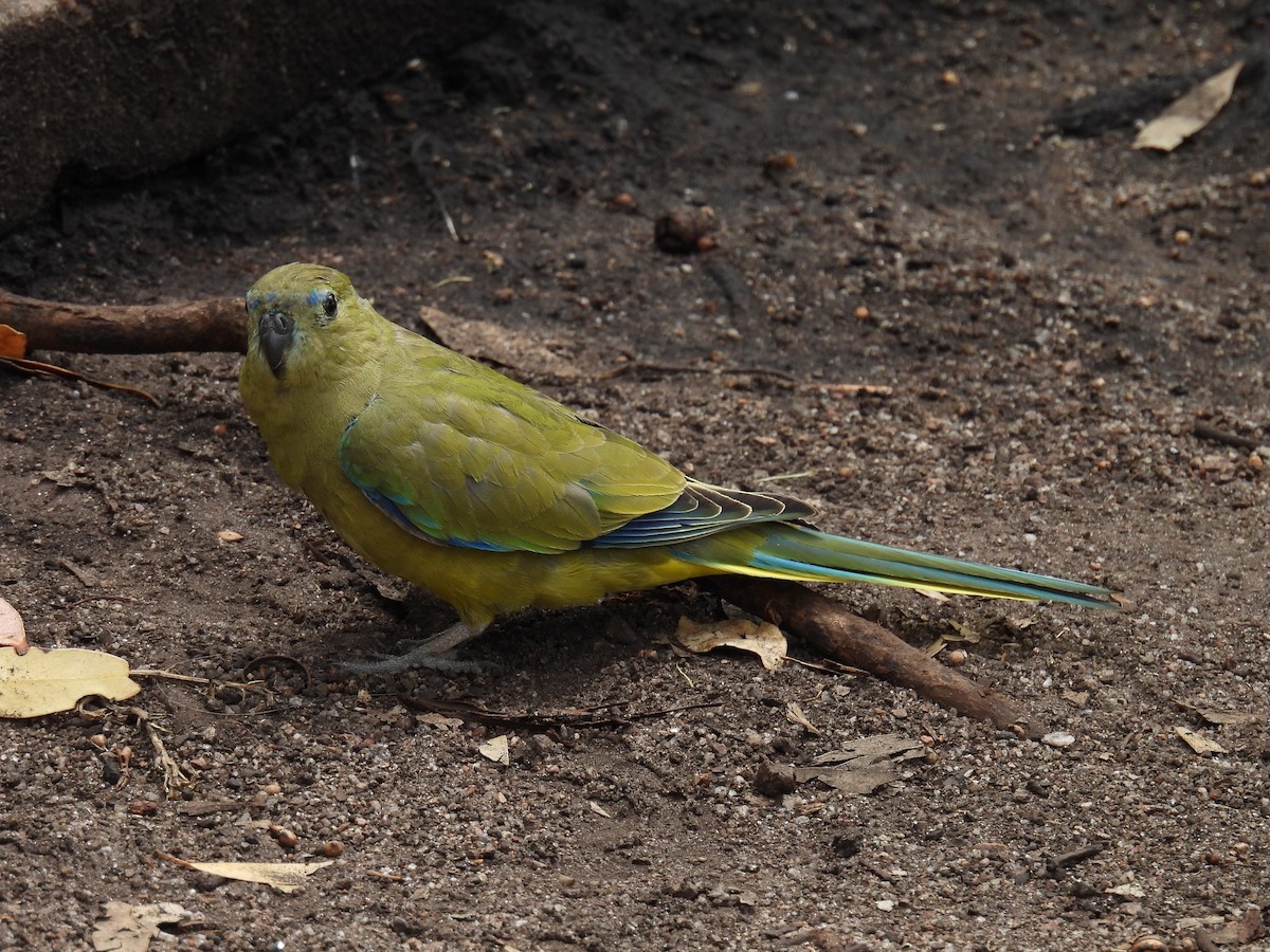 Rock Parrot - ML306283041