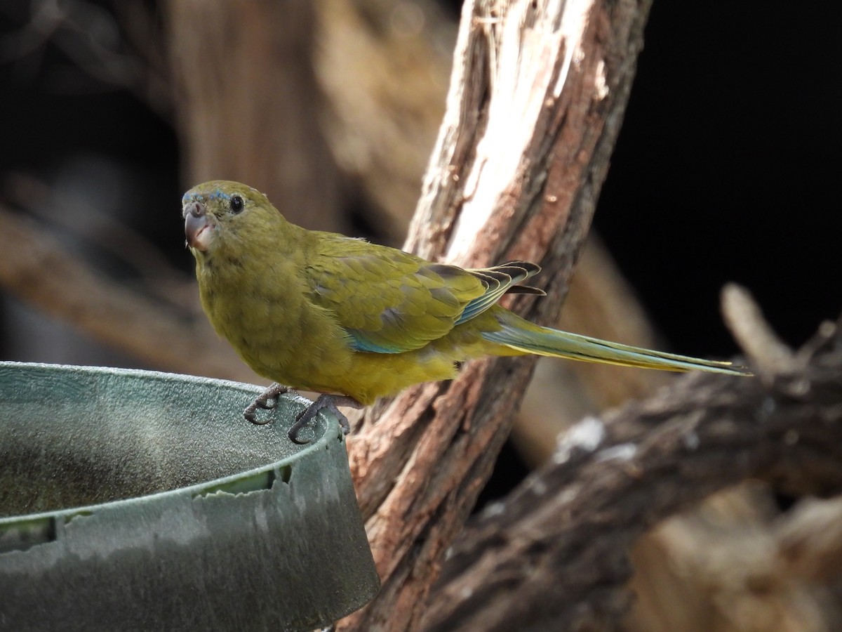 Rock Parrot - ML306283051