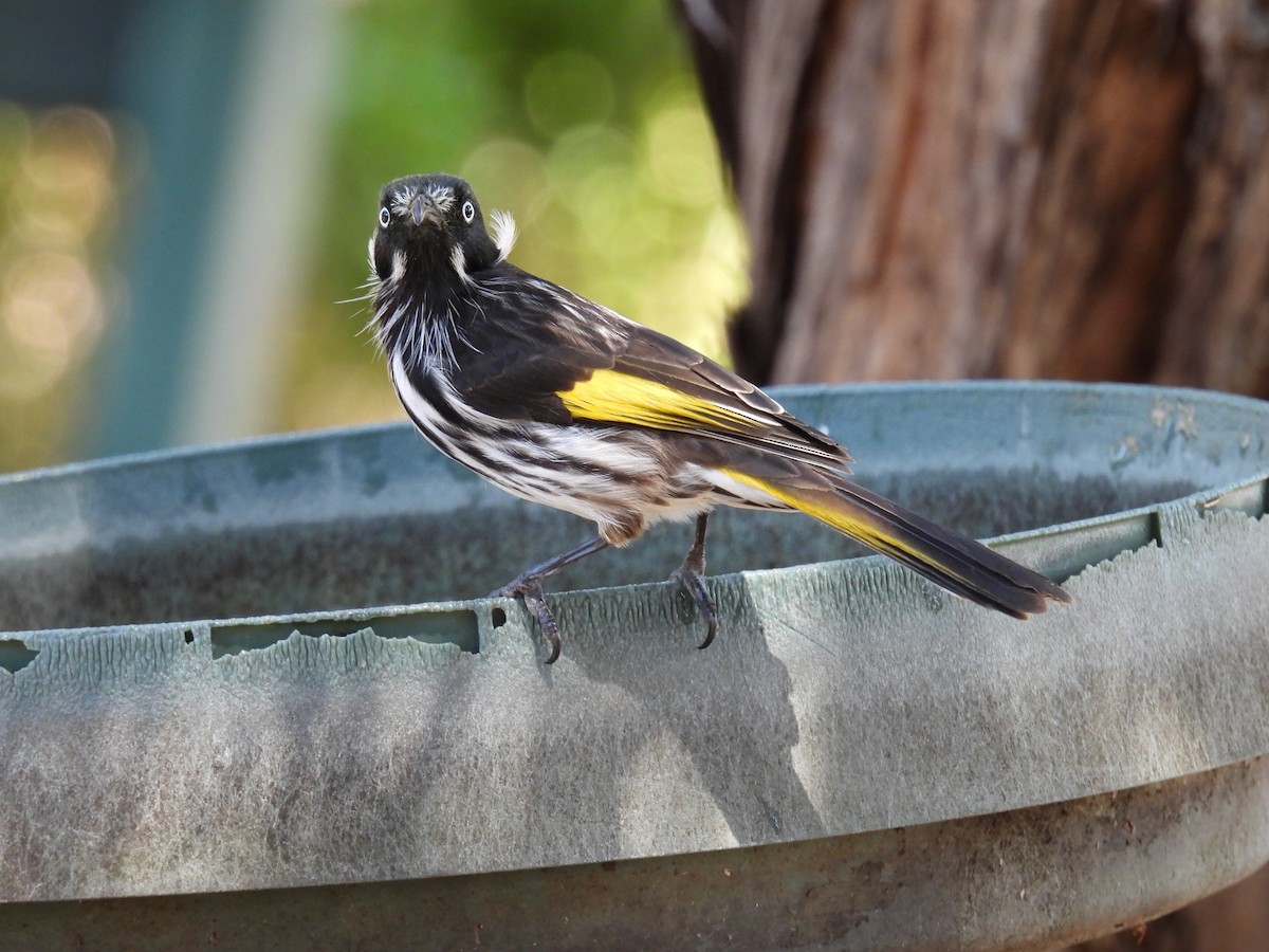 New Holland Honeyeater - ML306283101