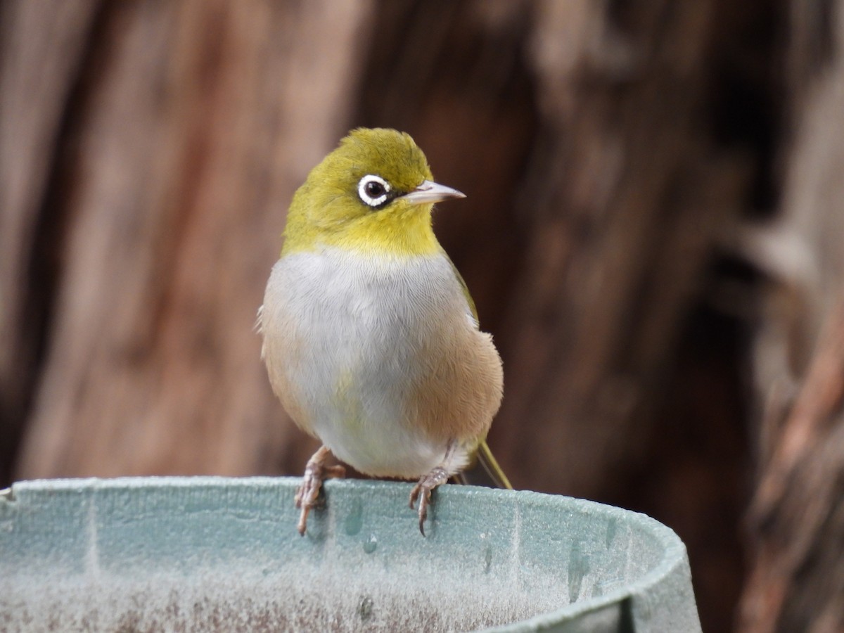 Silvereye - ML306283211