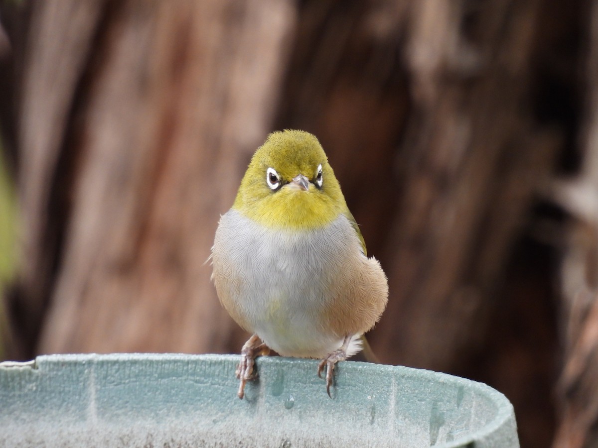 Silvereye - ML306283221