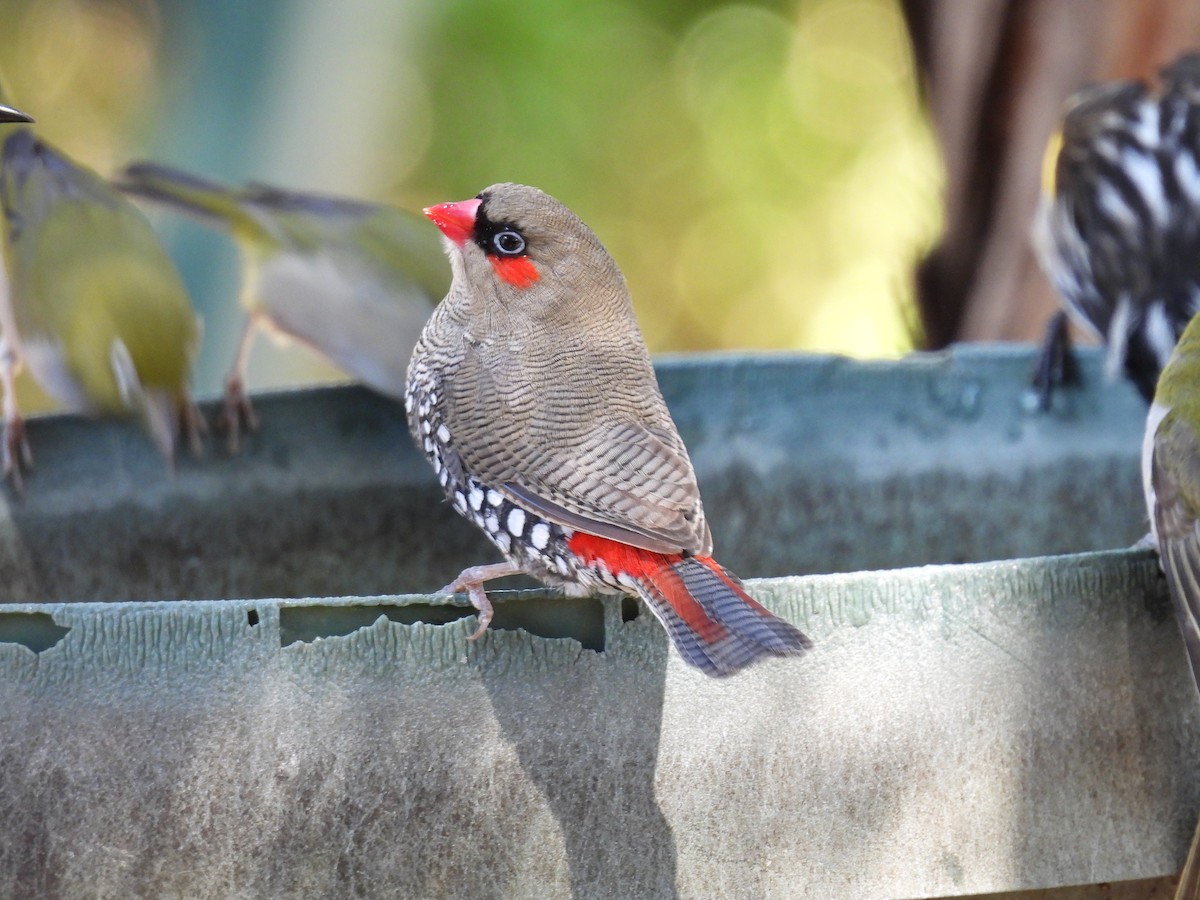 Red-eared Firetail - ML306283251