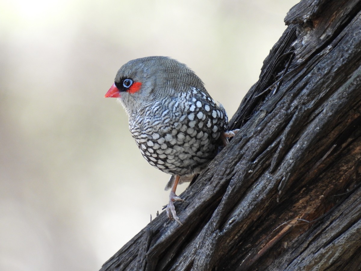 Red-eared Firetail - Trevor Oliver