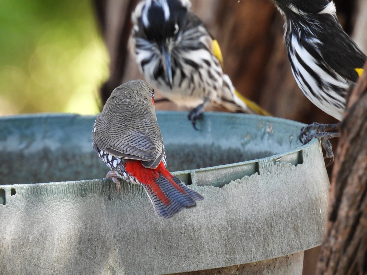 Red-eared Firetail - ML306283271