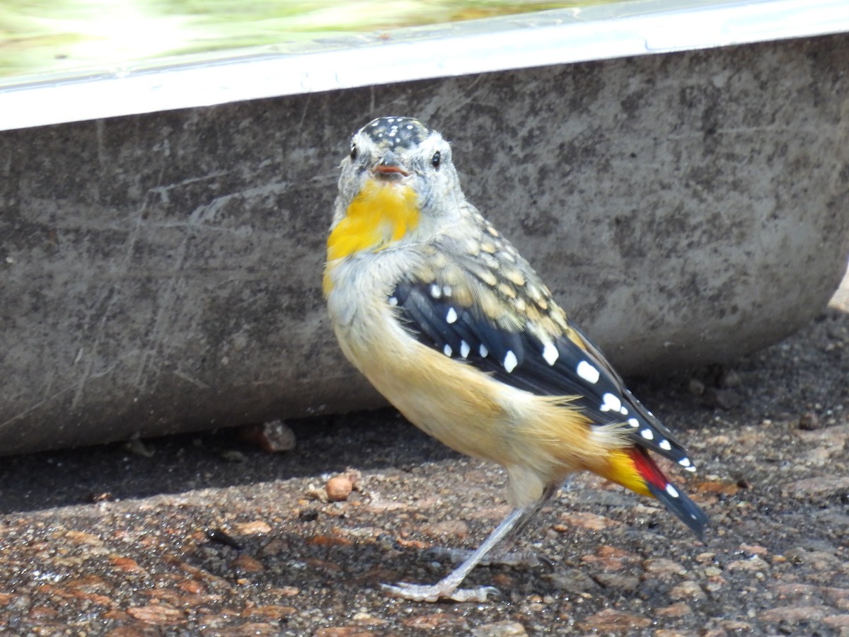 Pardalote Moteado - ML306283401