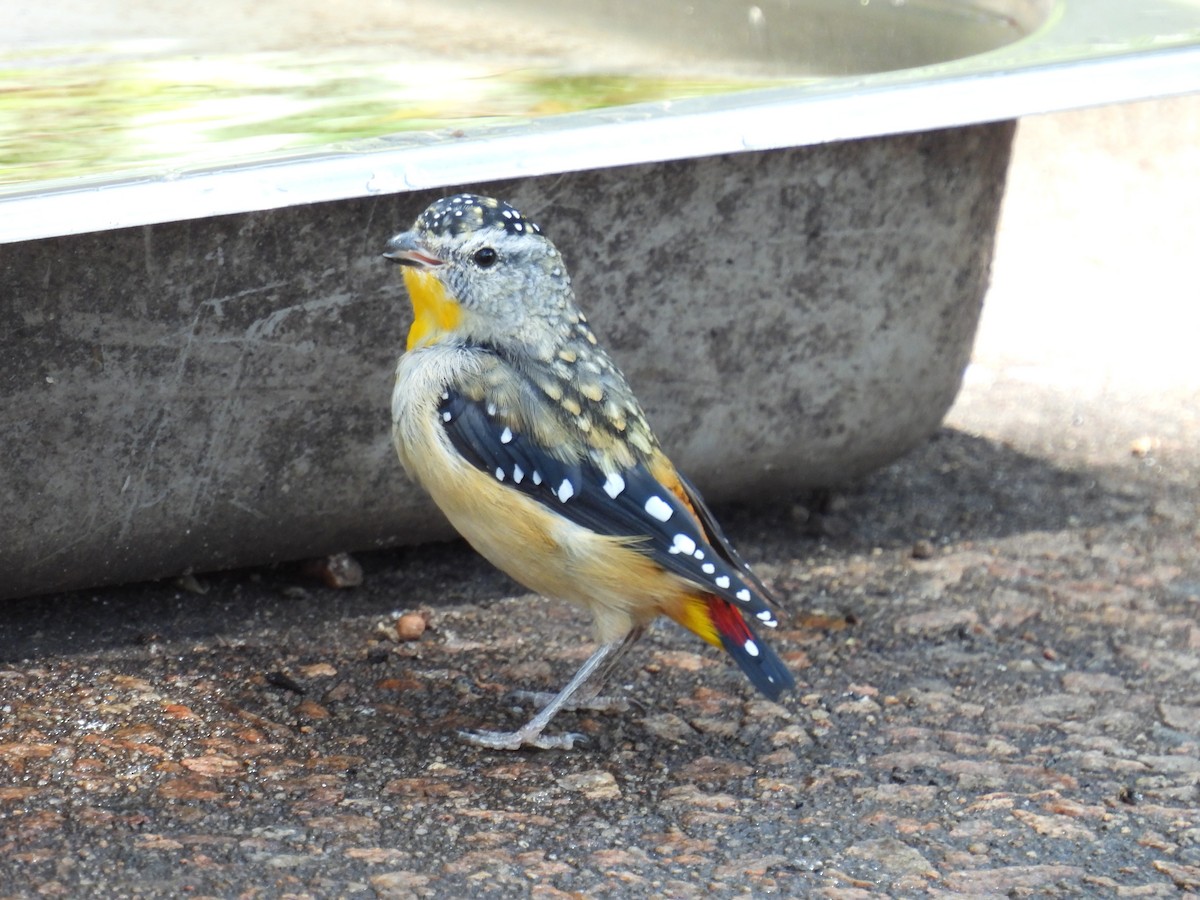 Pardalote pointillé - ML306283421