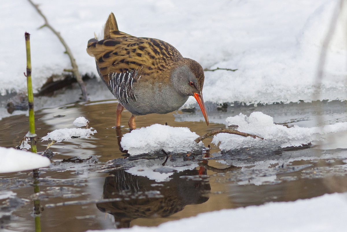 Water Rail - ML306286001