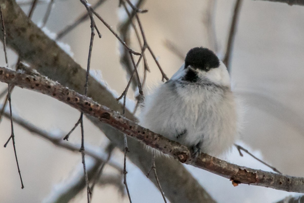 Willow Tit - ML306286311