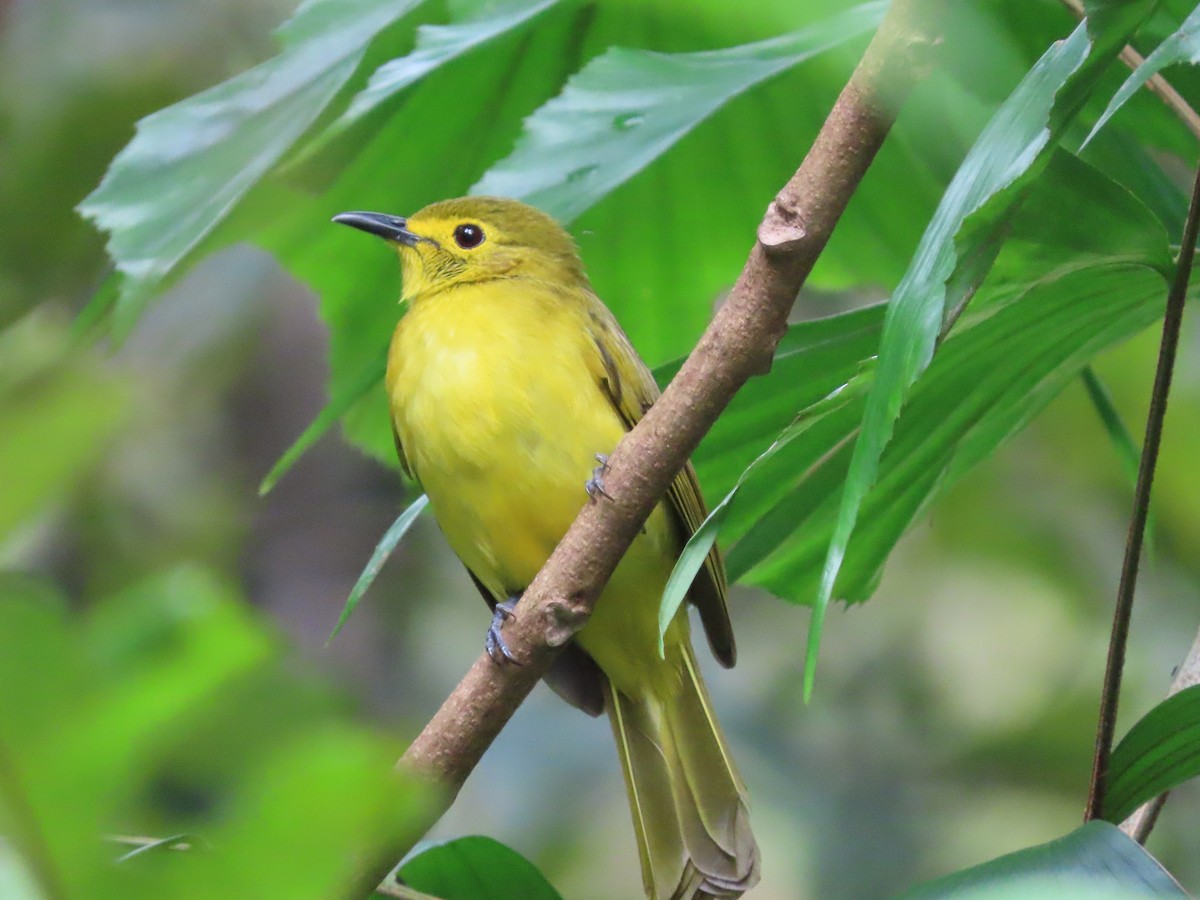 Yellow-browed Bulbul - ML306286401