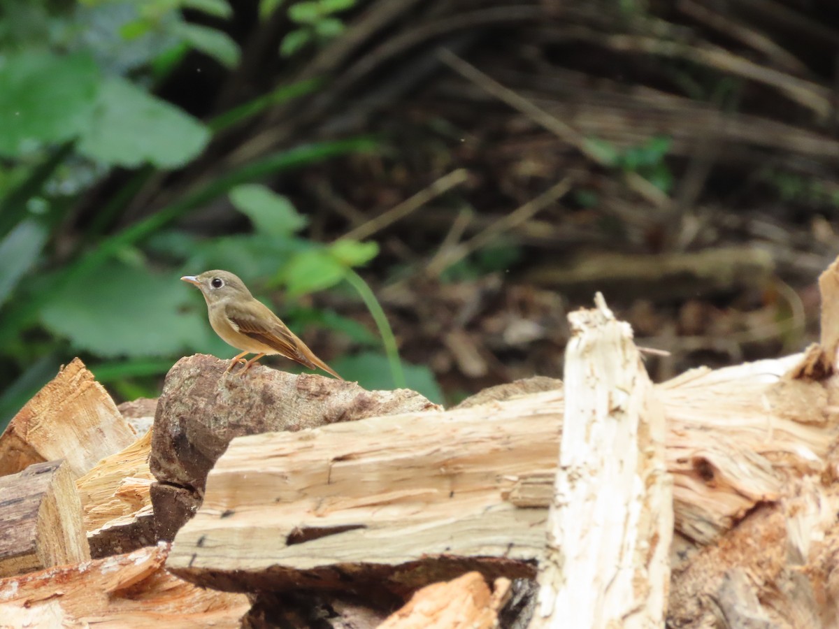 Brown-breasted Flycatcher - ML306286451