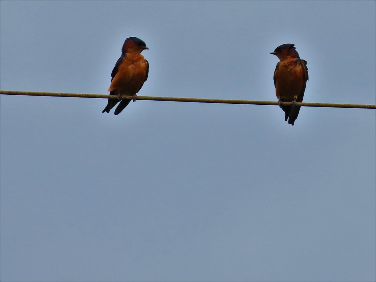 Sri Lanka Swallow - ML306286501