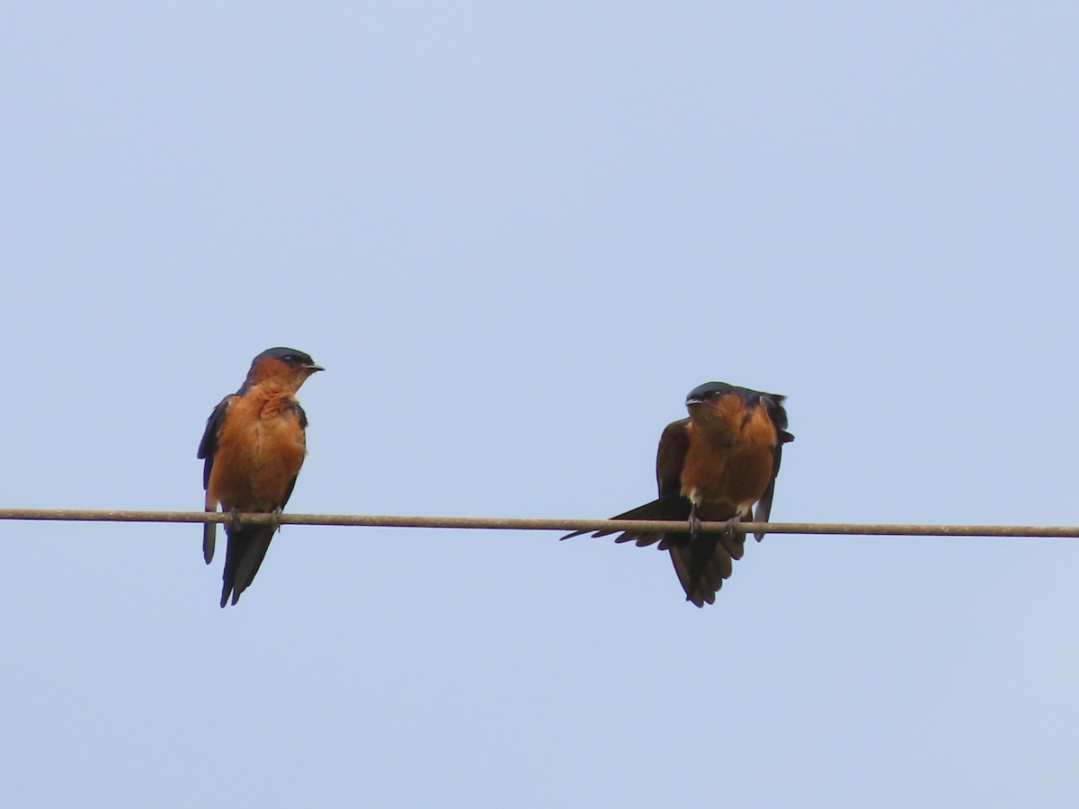 Sri Lanka Swallow - ML306286541