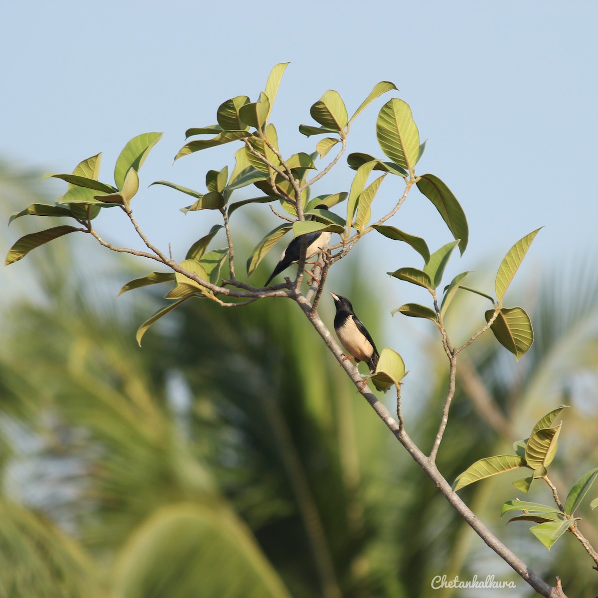 Rosy Starling - ML306287921