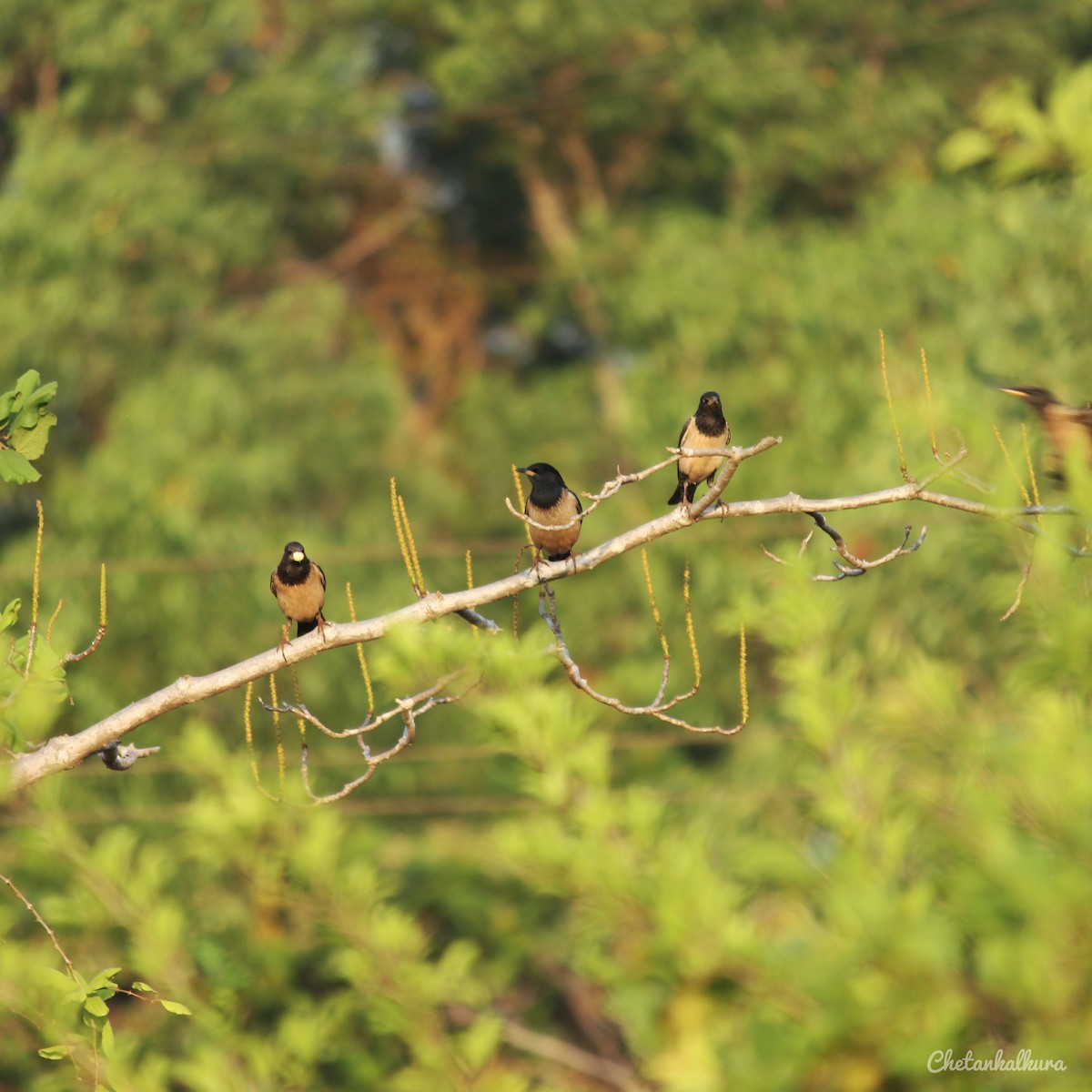 Rosy Starling - ML306287931