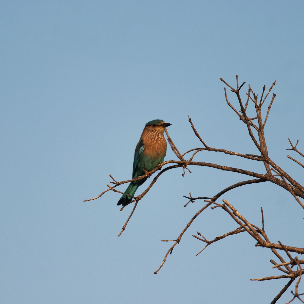 Indian Roller - ML306288011