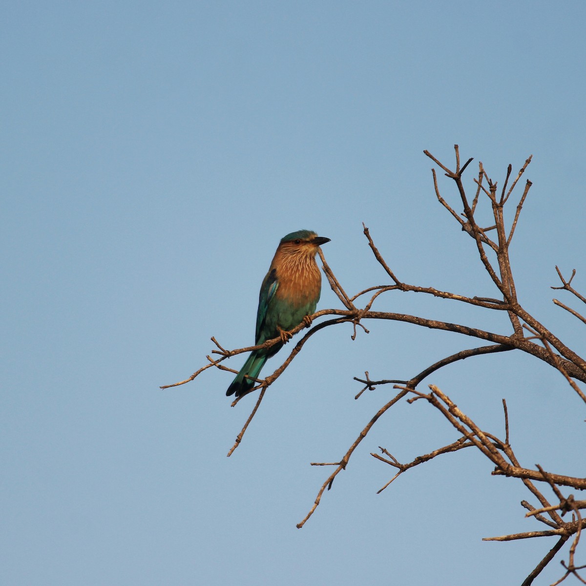 Indian Roller - ML306288011