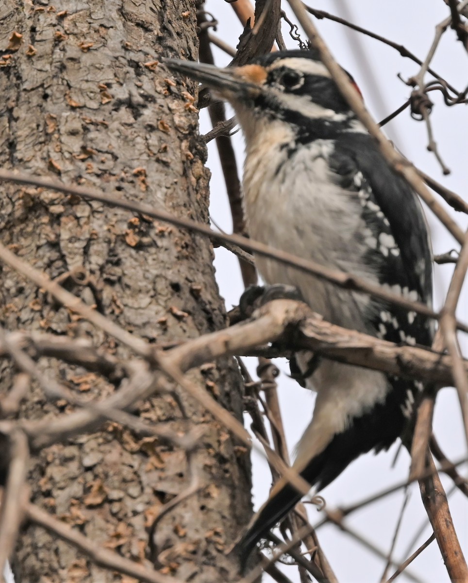Hairy Woodpecker - ML306288141