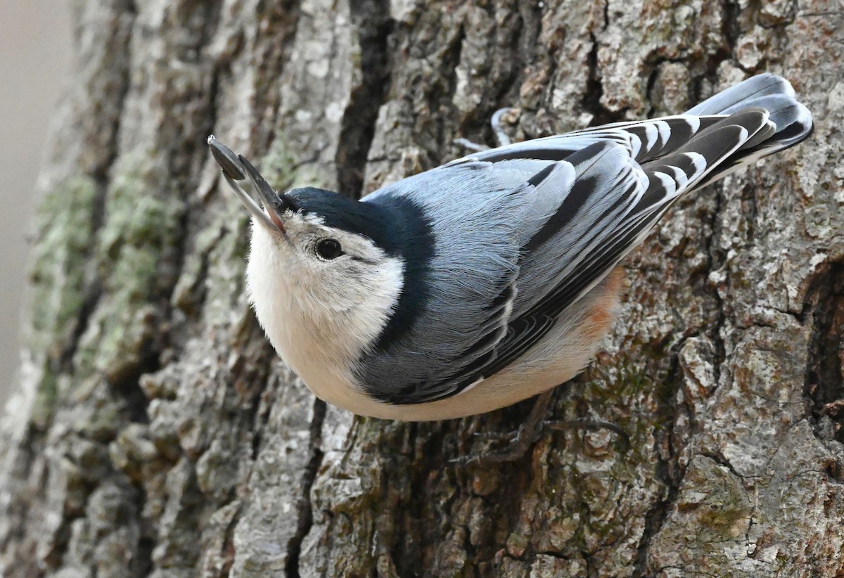 White-breasted Nuthatch - ML306288221