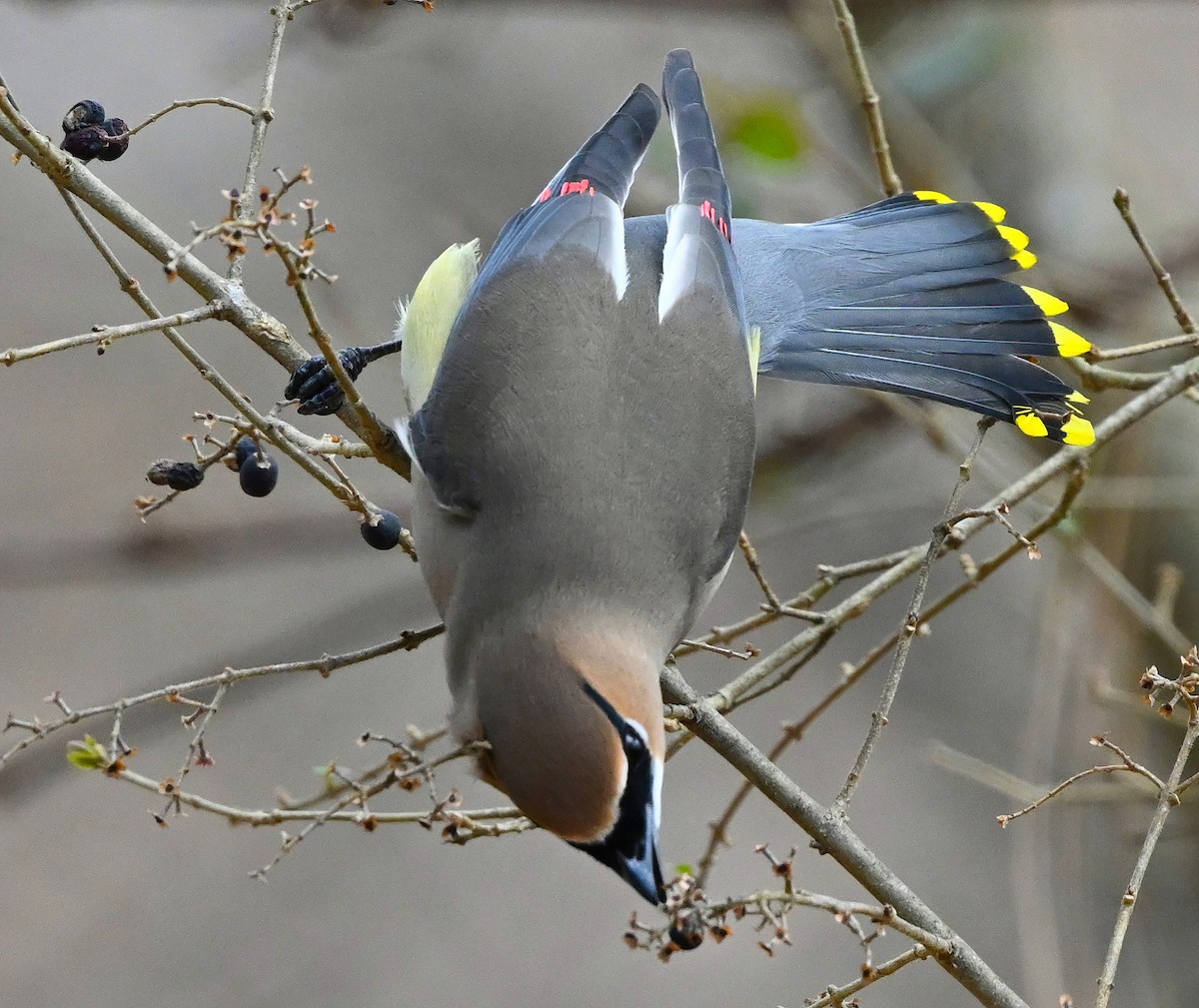 Cedar Waxwing - ML306288321