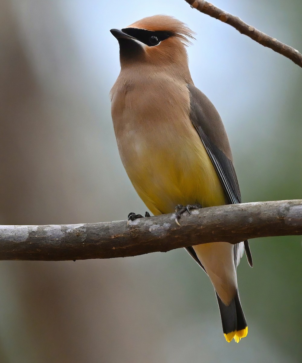 Cedar Waxwing - ML306288331