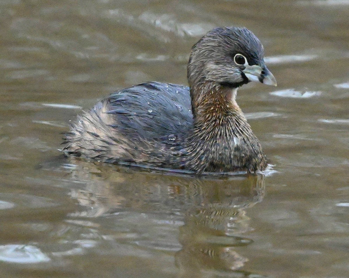 Pied-billed Grebe - ML306288431