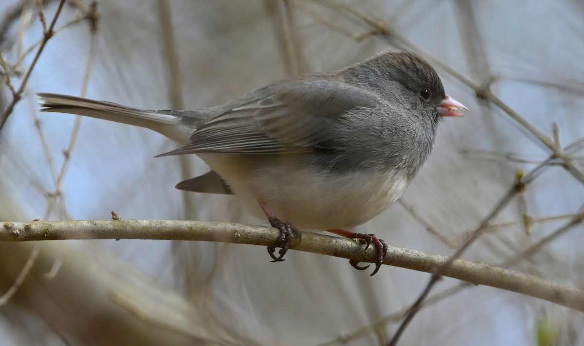 Dark-eyed Junco - ML306288571