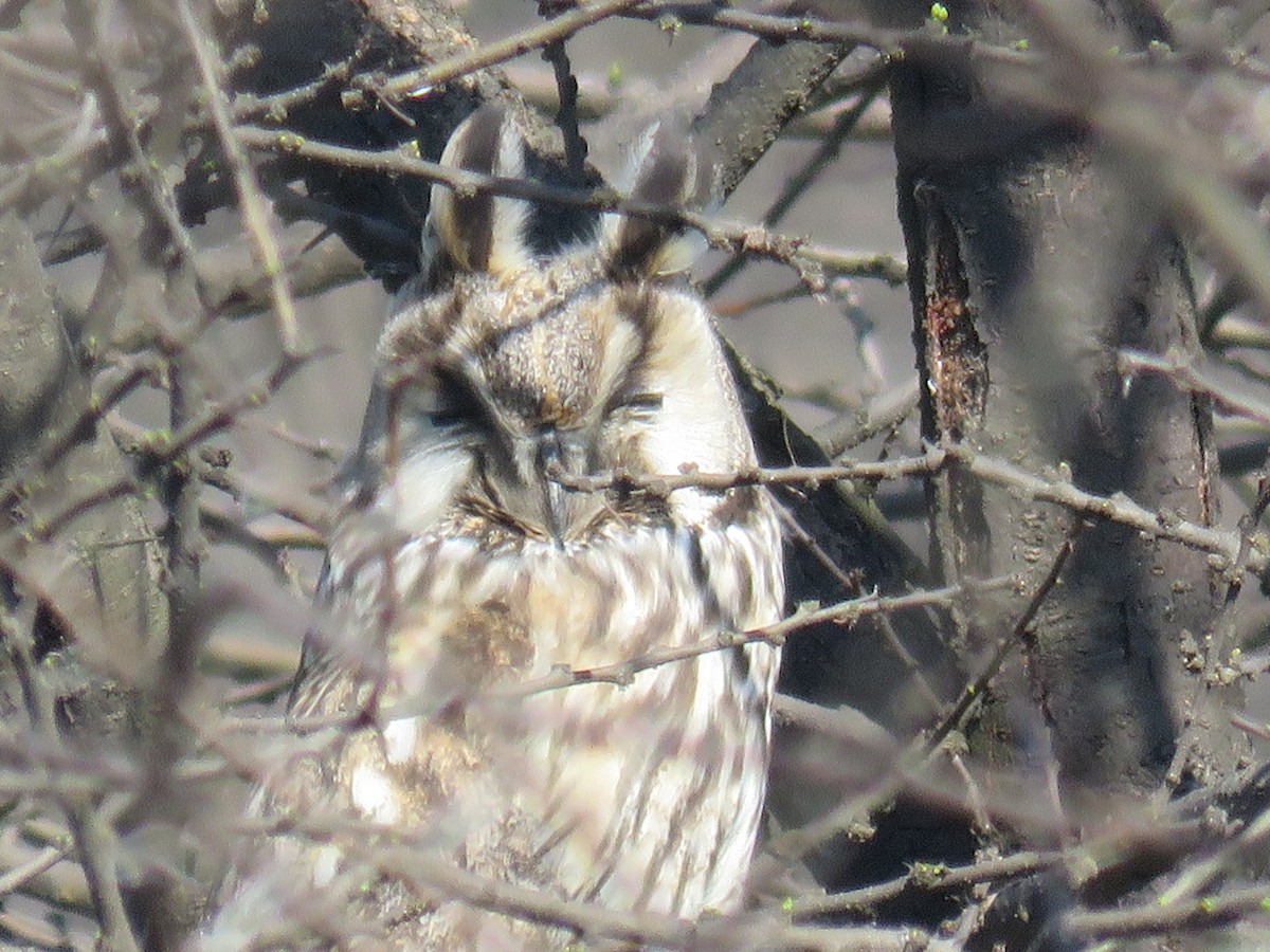 Long-eared Owl - ML306291071