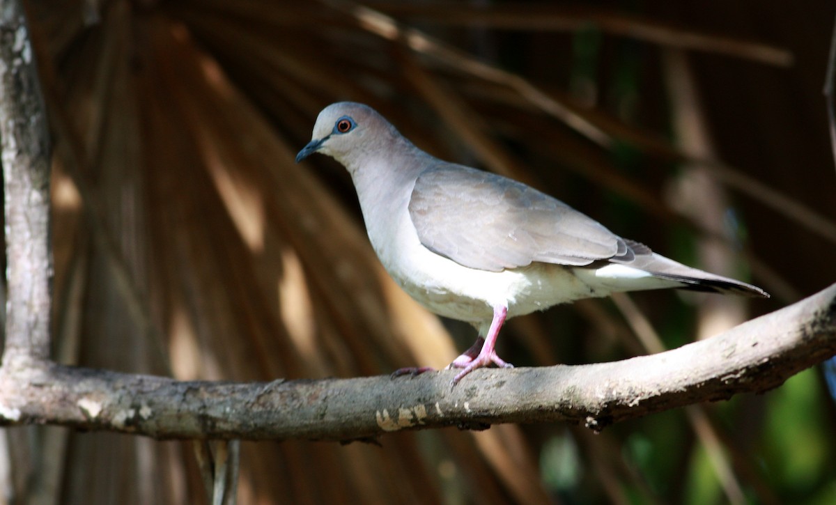 White-tipped Dove - ML30629181