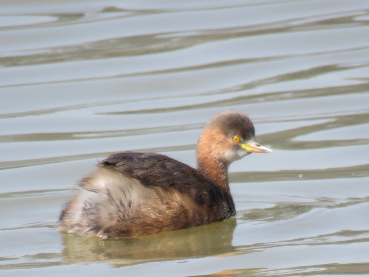 Little Grebe - ML306293171