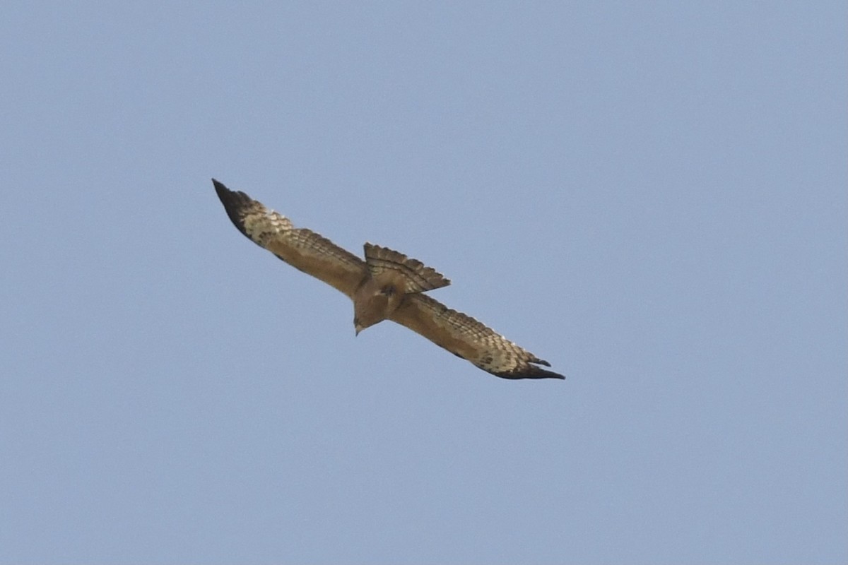 Bondrée orientale (orientalis) - ML306294041