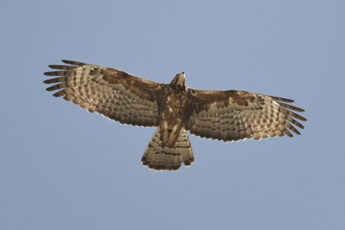 Bondrée orientale (orientalis) - ML306294071