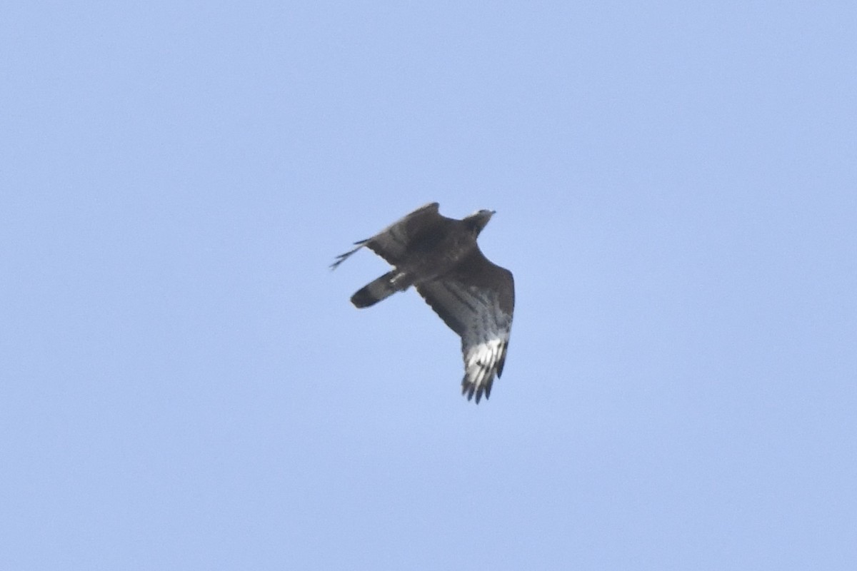 Bondrée orientale (orientalis) - ML306294231