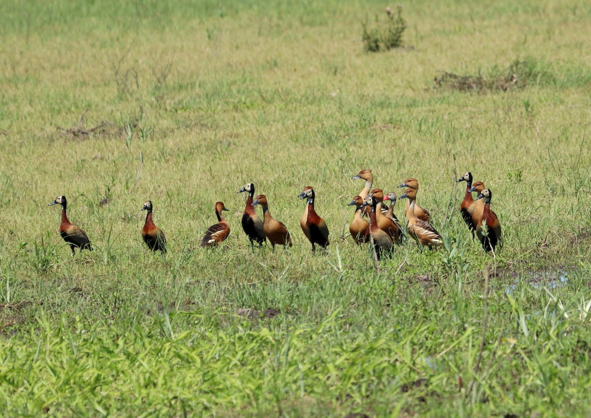 Fulvous Whistling-Duck - ML306296291