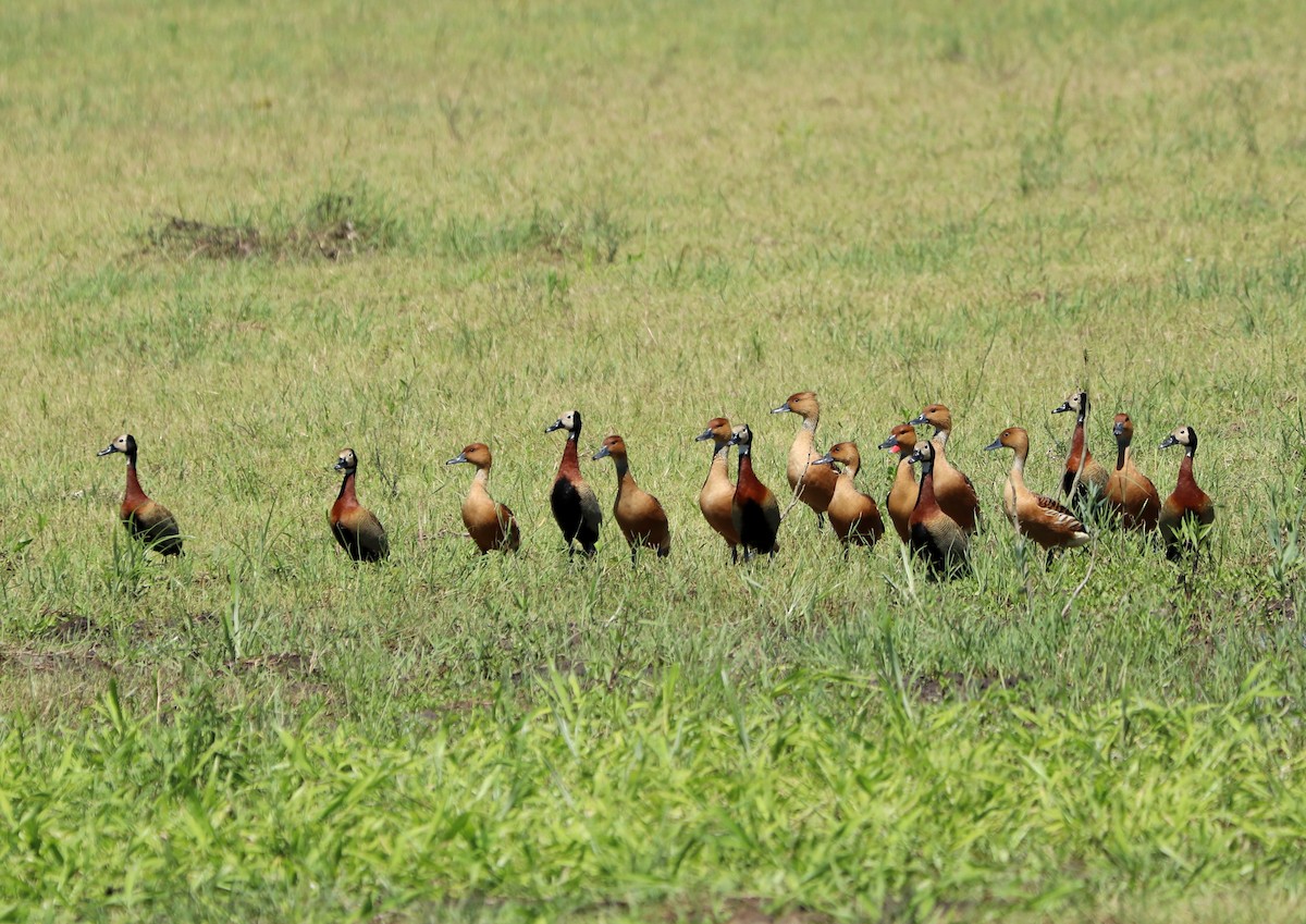 Fulvous Whistling-Duck - ML306296681