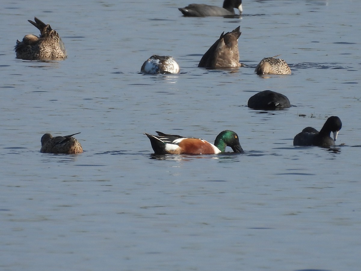 Northern Shoveler - John  Paalvast