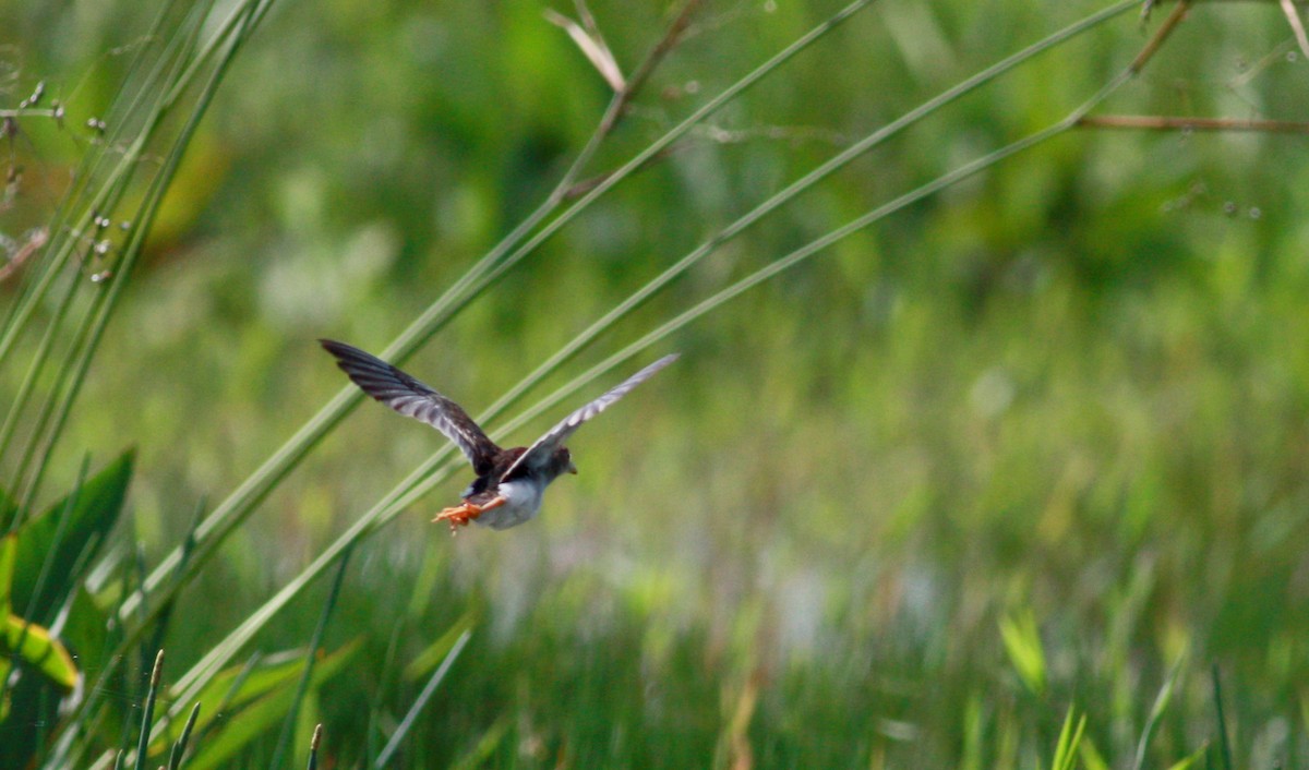 Azure Gallinule - ML30629731