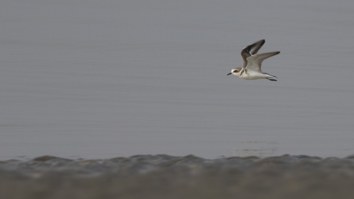 Kentish Plover (Kentish) - ML306298721