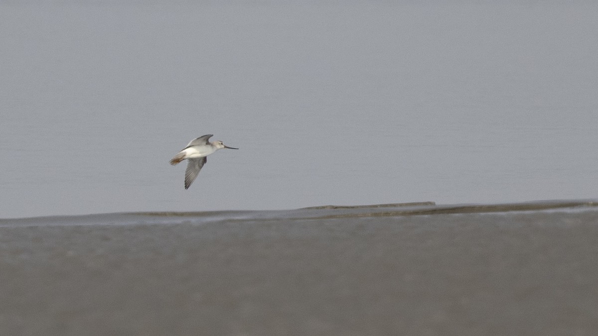 Terek Sandpiper - ML306299151