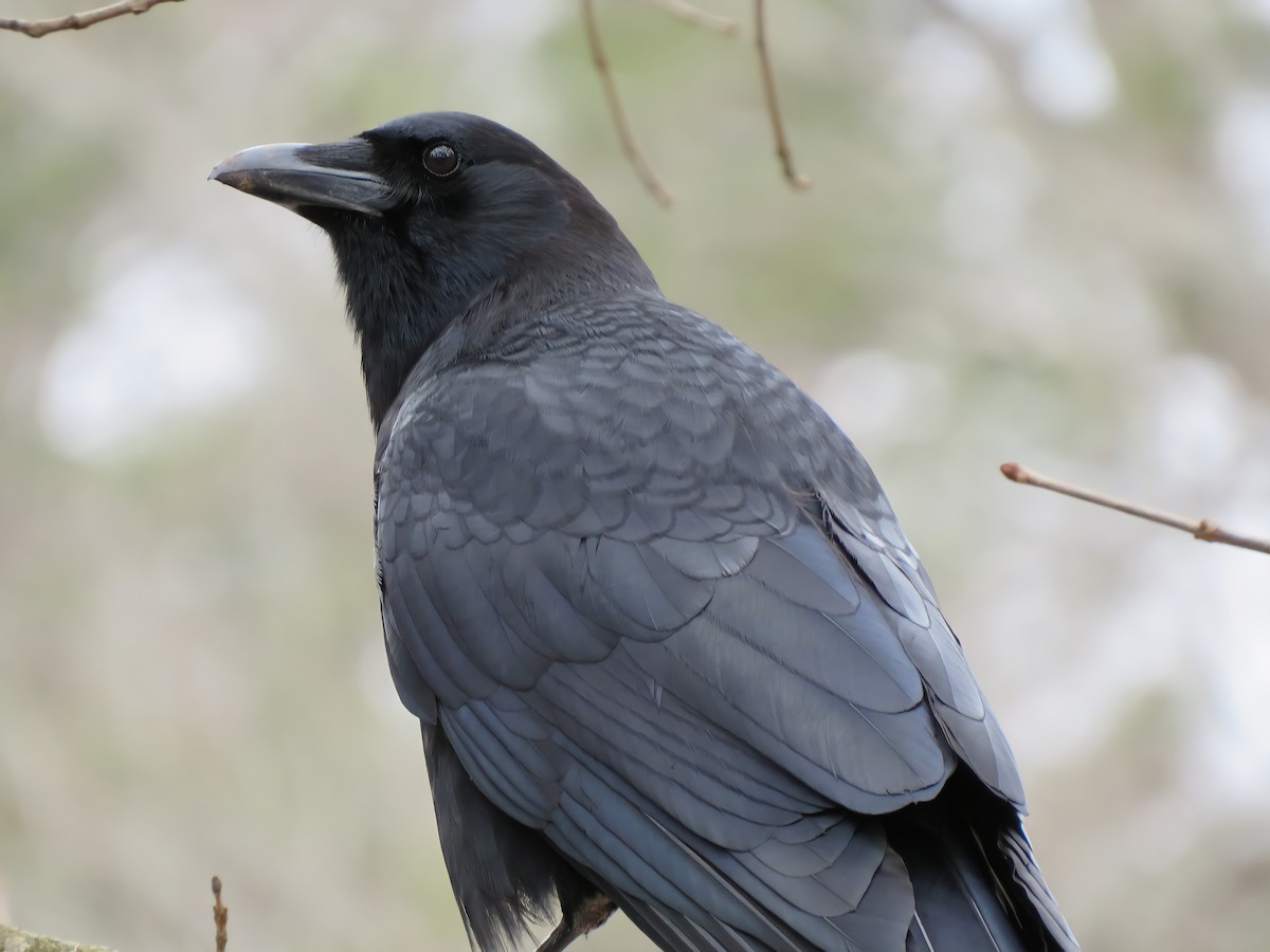 American Crow - ML306299791
