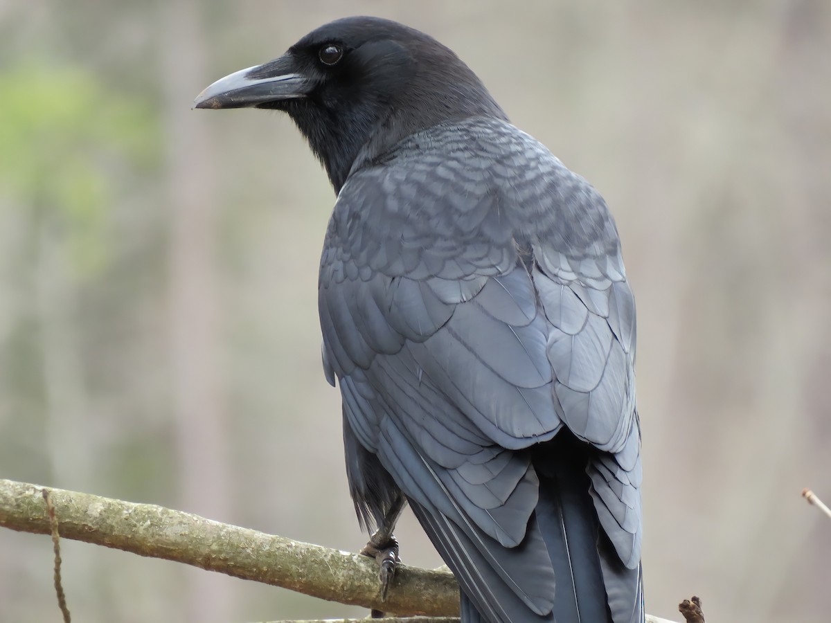 American Crow - ML306299801