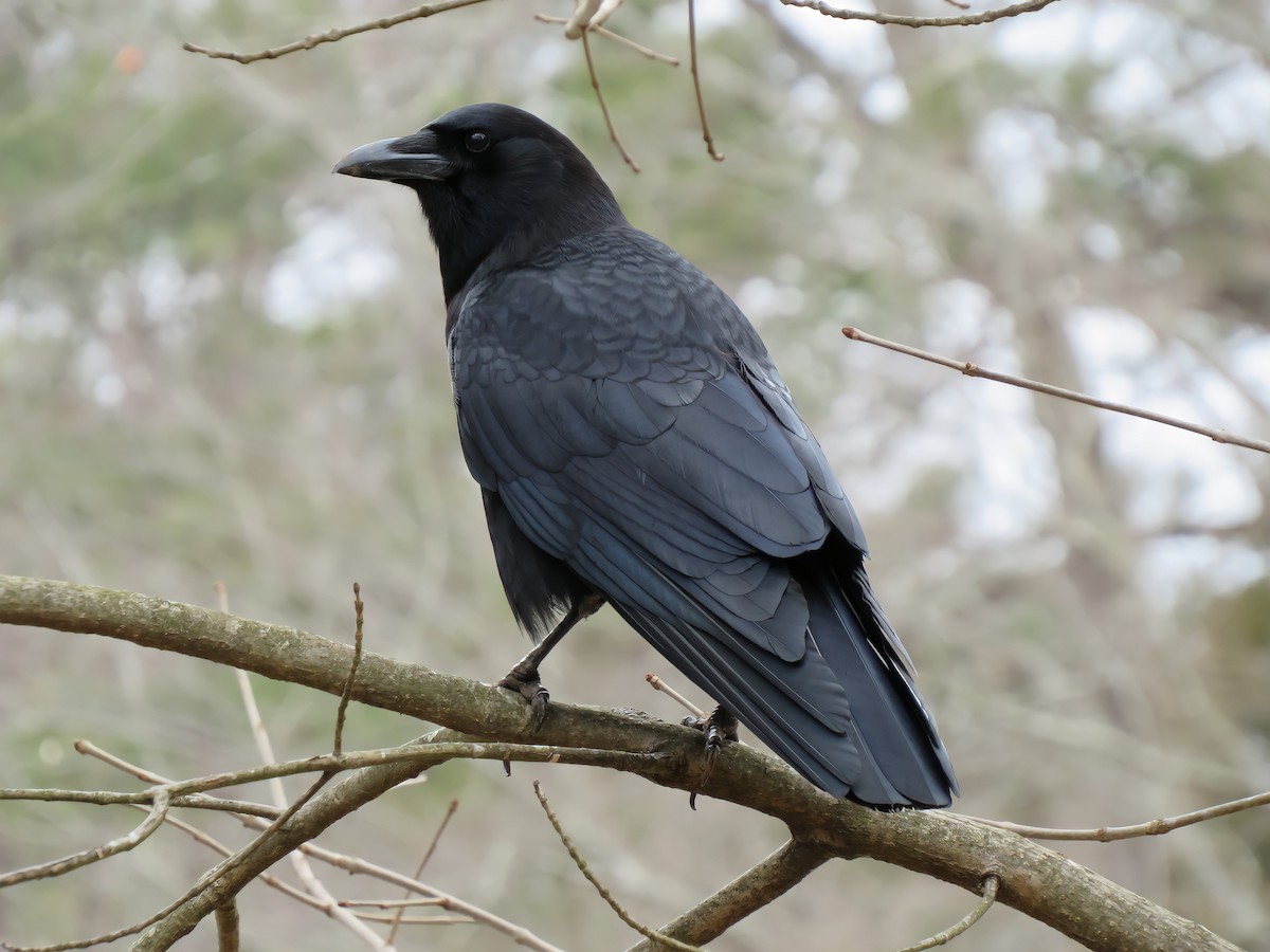 American Crow - ML306299811