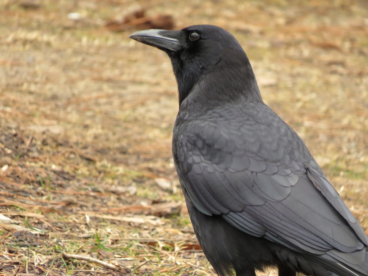 American Crow - ML306299831