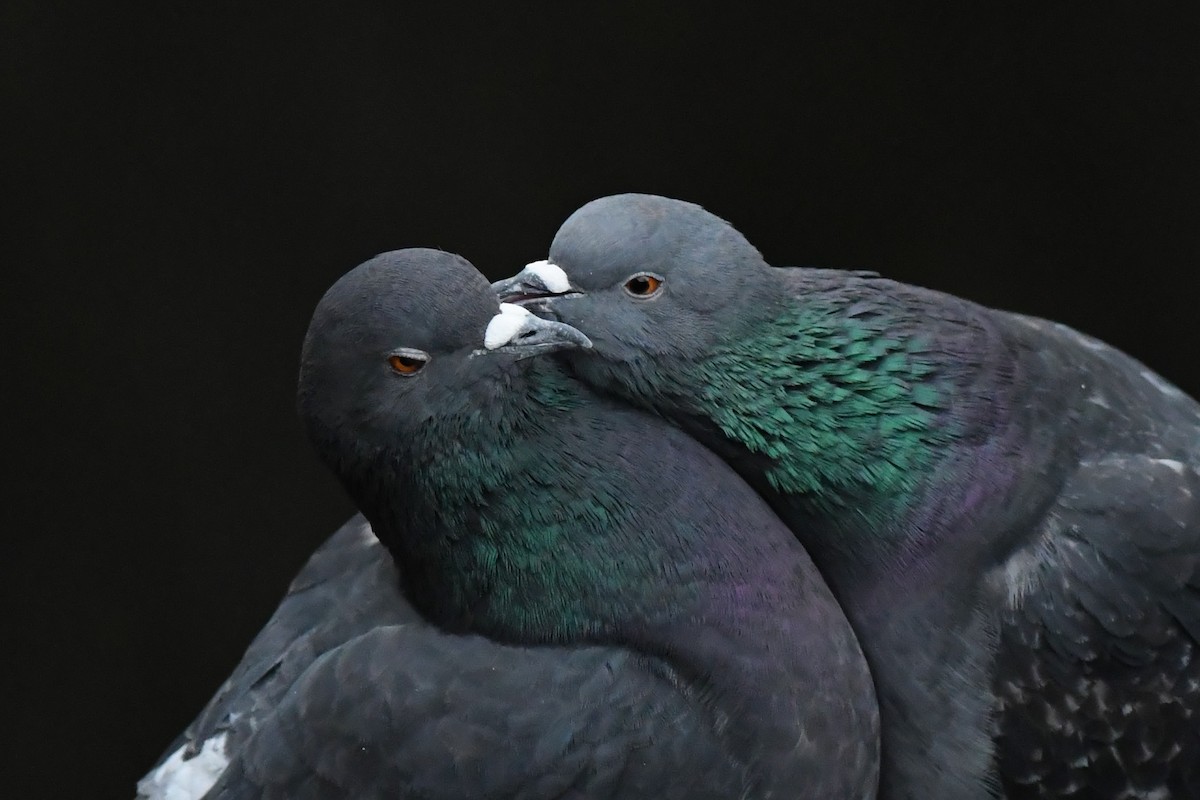 Rock Pigeon (Feral Pigeon) - ML306300781