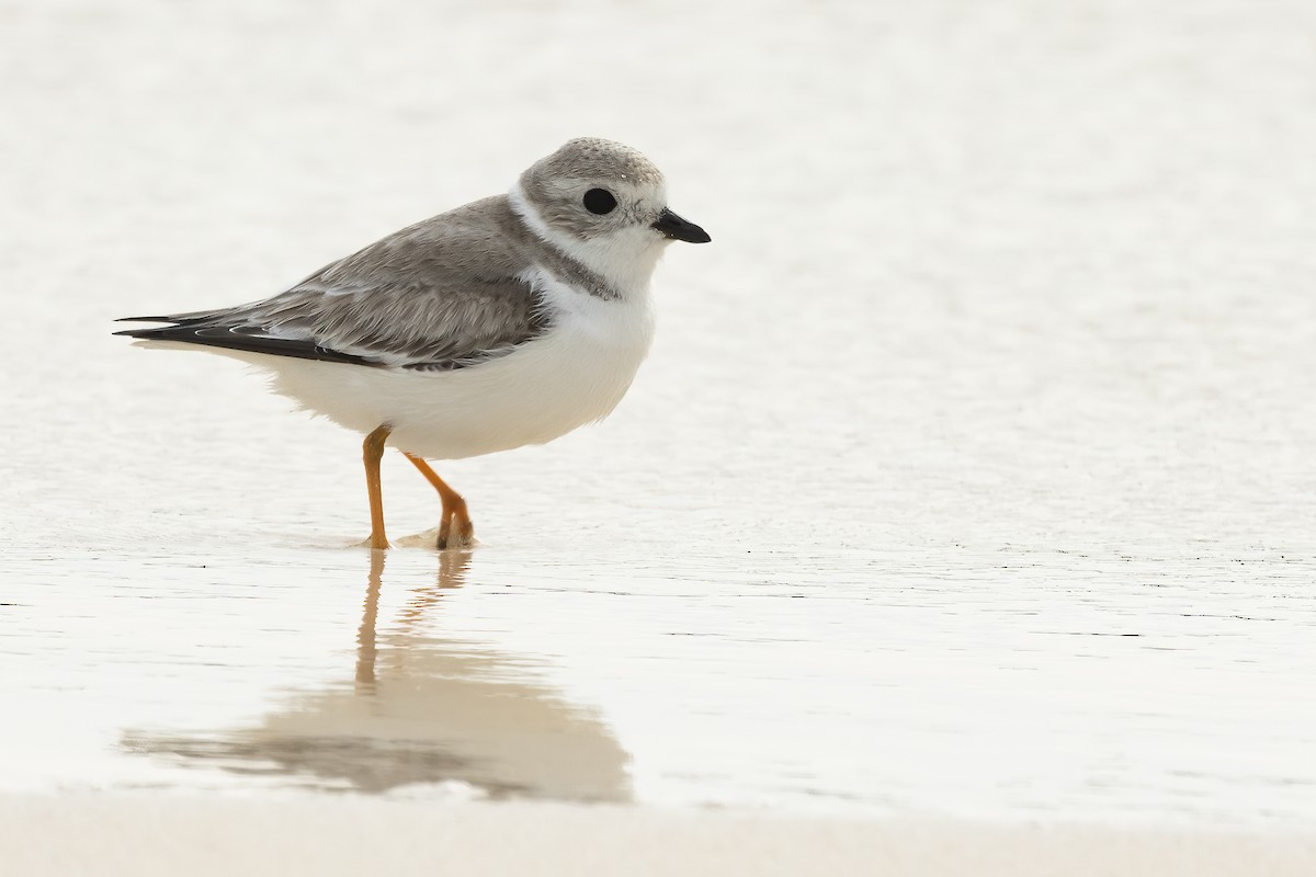 Piping Plover - ML306301361