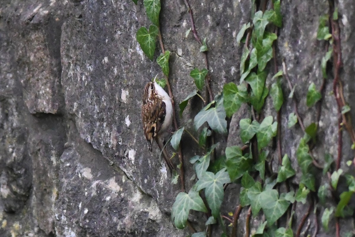 Eurasian Treecreeper - ML306301821