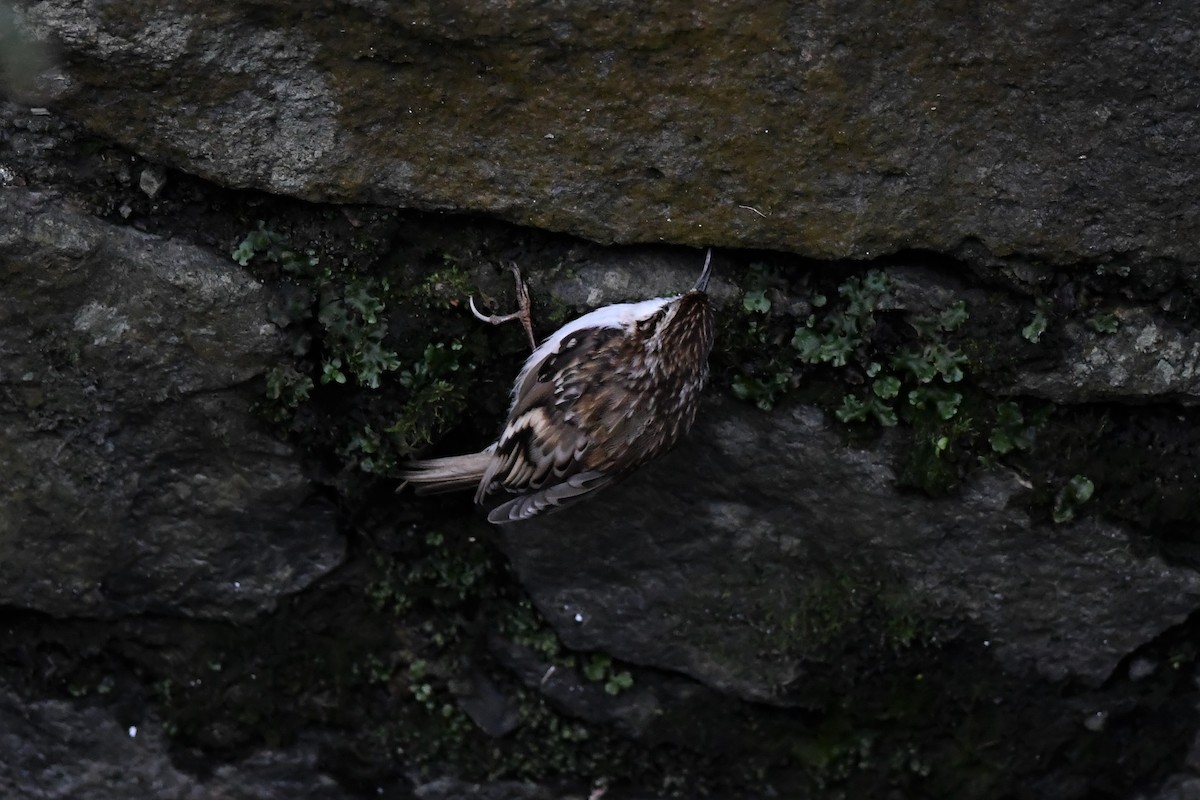 Eurasian Treecreeper - ML306301851