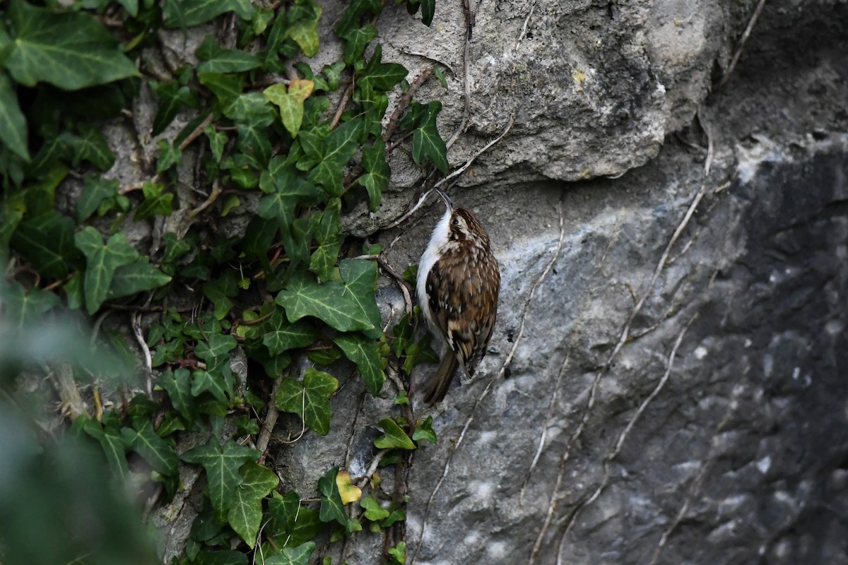 Eurasian Treecreeper - ML306301861