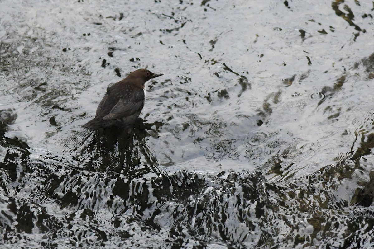 White-throated Dipper - Mike Sylvia