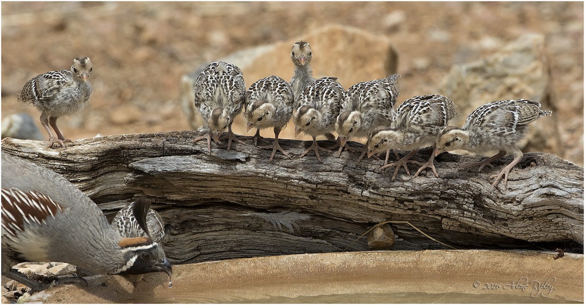 Gambel's Quail - ML30630361